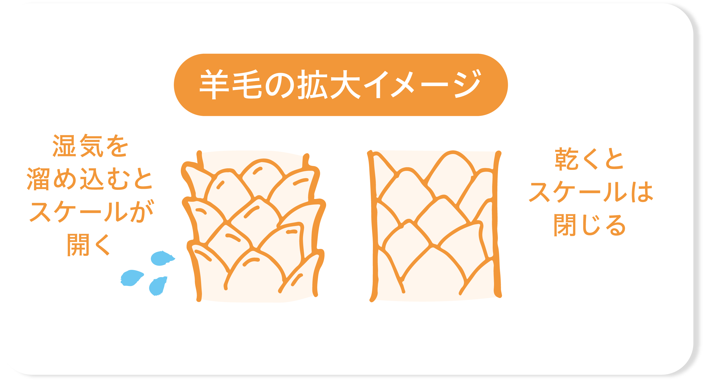 クリンプ構造イメージ