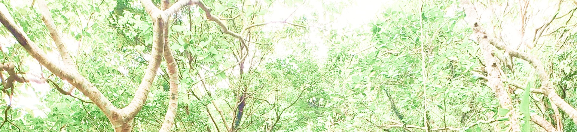 背景